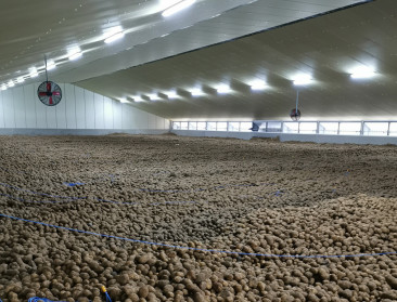 FACTCHECK: Aardappelen duurder in winkel, maar krijgt de boer ook minder?