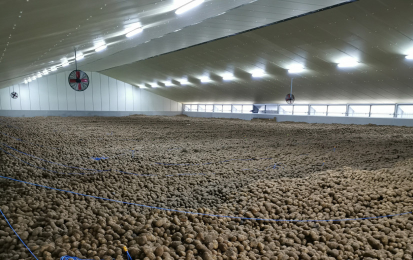 Onrust in de aardappelsector: prijsval en contractbreuk zetten telers onder druk