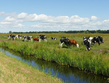 PFOS: Vlaamse land- en tuinbouwproducten zijn veilig