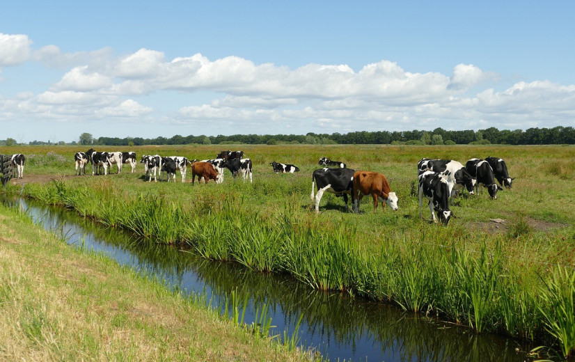 WUR-prof ziet oplossing stikstof in combinatie technologie en kwart minder vee