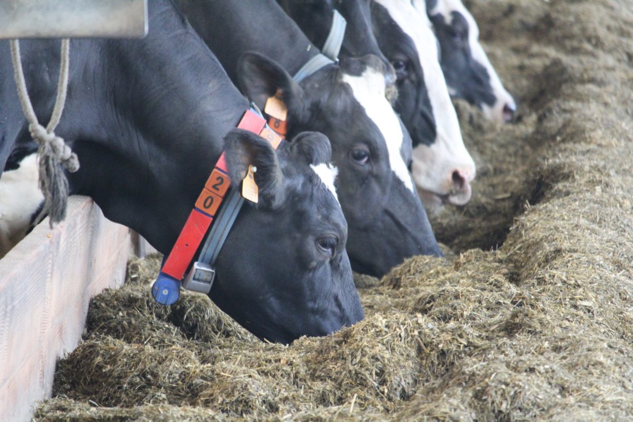 Agriflanders: Demo Routeplanner Melkvee