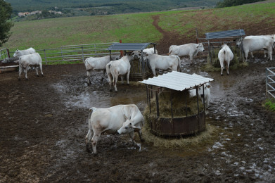Chianina Buiten