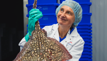 Crevits fileert Noordzeevis bij Alfa Fish: “Onze eigen vis verdient meer aandacht”
