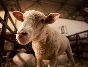 Waalse boeren op straat voor “krachtige blauwtongmaatregelen”