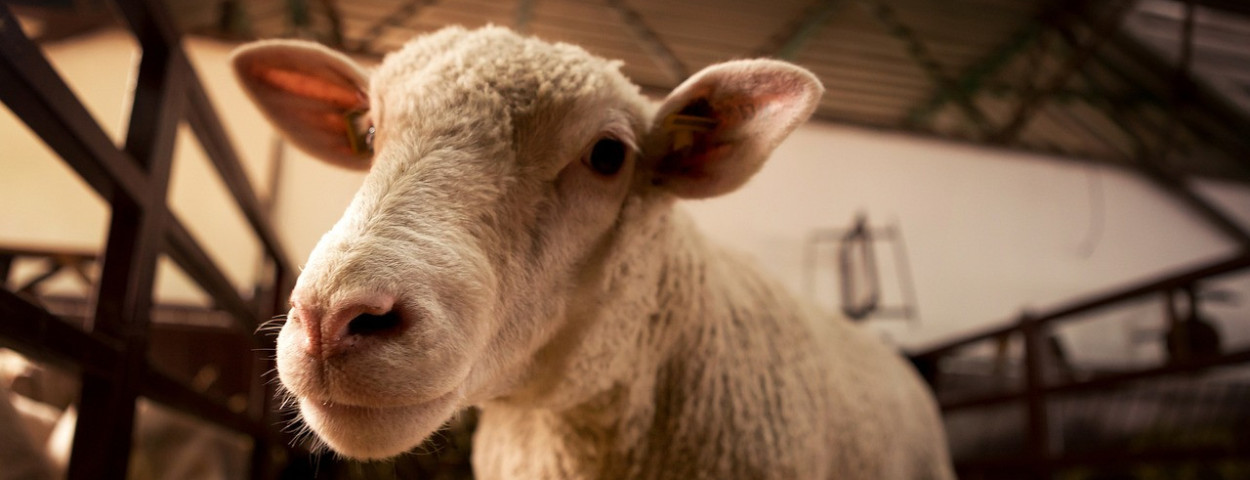 schaap
