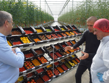 Muyters: "Tomaten telen is topsport"