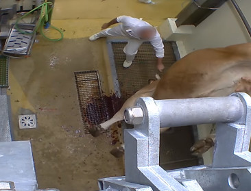 Wrede beelden uit bio-slachthuis schokken Frankrijk
