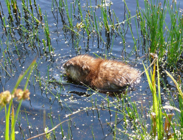 Muskusrat rukt opnieuw op in grensgebied met Nederland
