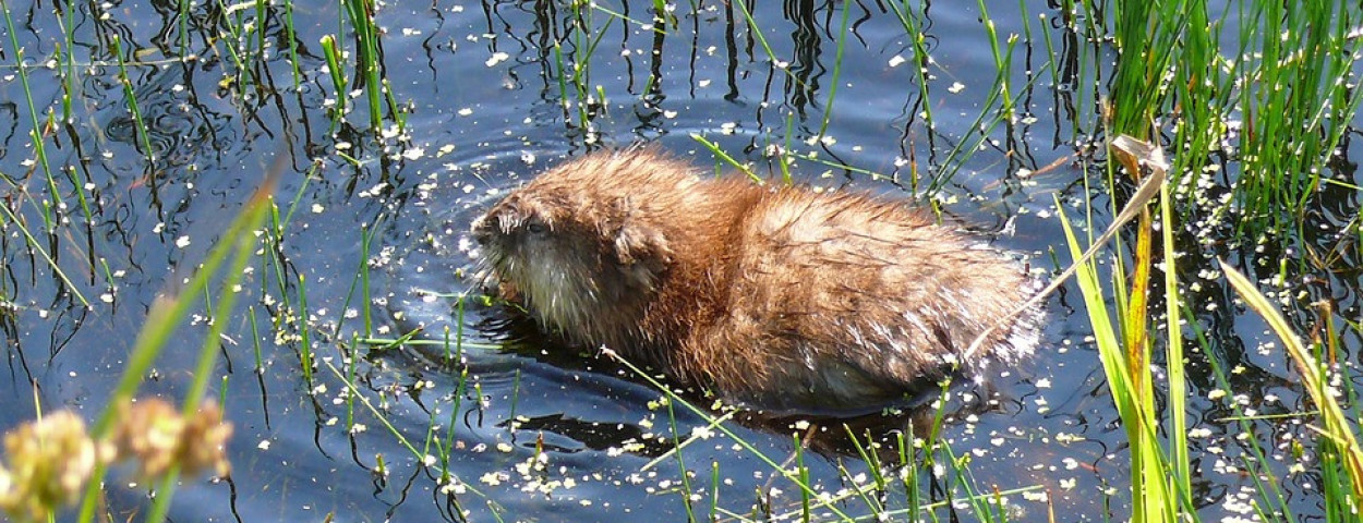 muskusrat