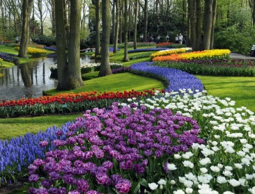 Rusland dreigt met importstop Nederlandse bloemen