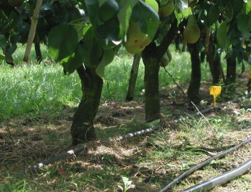 Klimaat noopt tot druppelirrigatie en andere innovatie