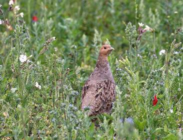 Vogelbescherming Vlaanderen hekelt incorrecte patrijzentellingen