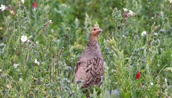Vogelbescherming Vlaanderen hekelt incorrecte patrijzentellingen