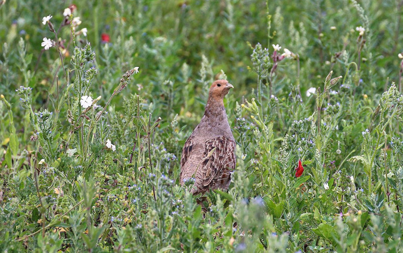 Vogelbescherming Vlaanderen hekelt incorrecte patrijzentellingen