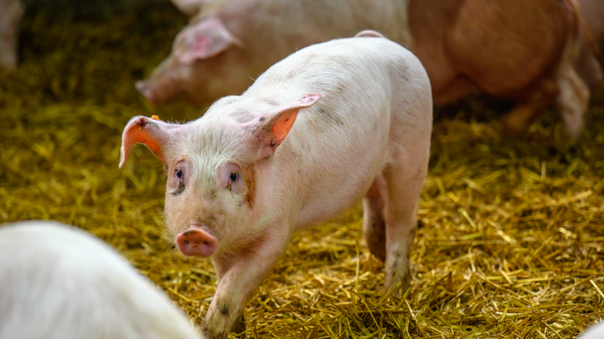 Zoë (23) wint Vlaamse Dierenwelzijnsprijs met onderzoek