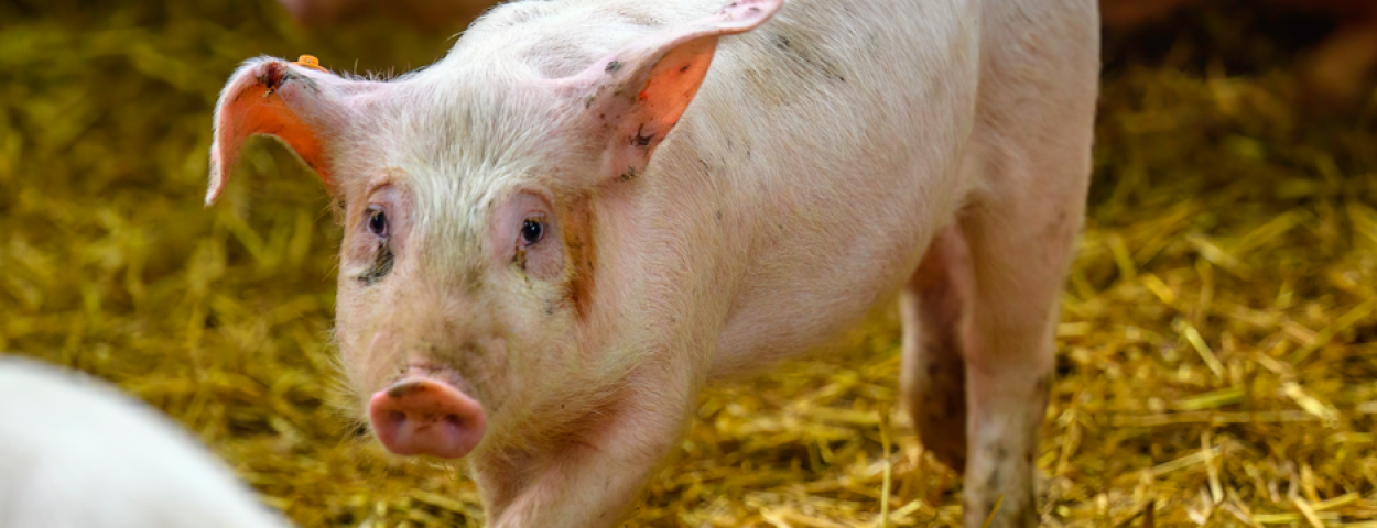 Traansporen varkens biggen (2)