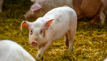 Vlaamse Dierenwelzijnsprijs voor onderzoek naar traansporen bij varkens