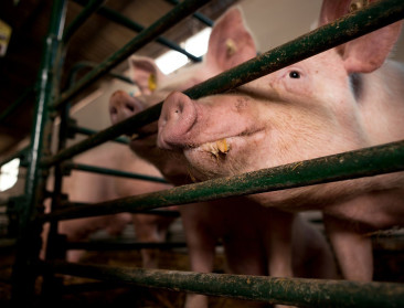 Duitsland verplicht label voor dierenwelzijn op vleesproducten