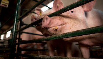 Duitsland verplicht label voor dierenwelzijn op vleesproducten