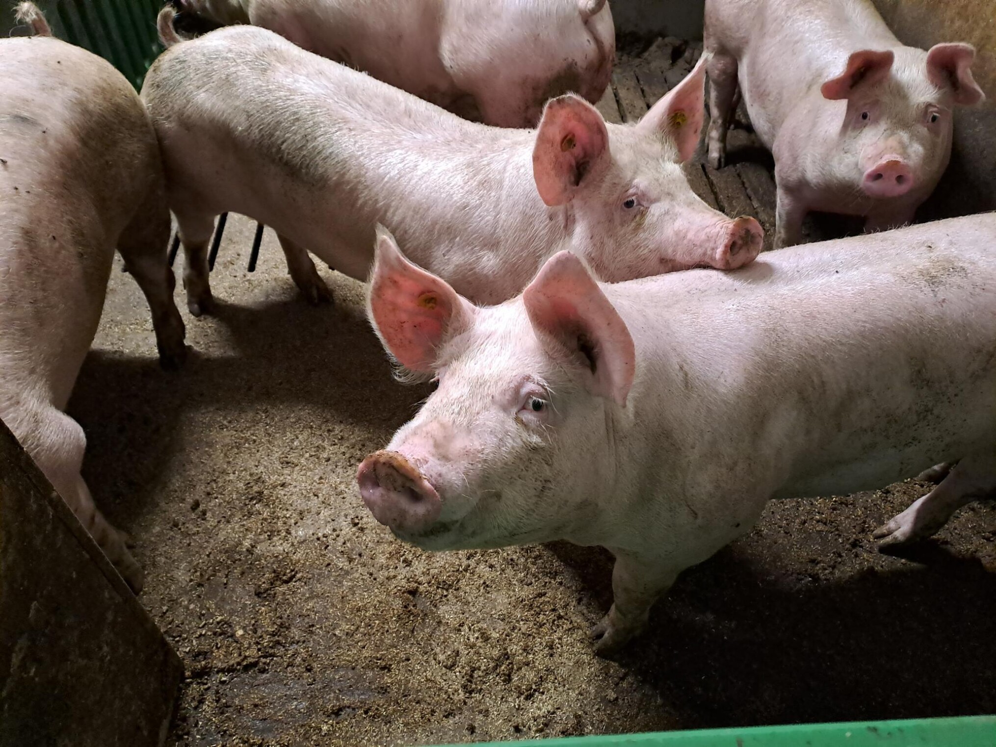 Demonamiddag – Toekomstgericht varkenshouden