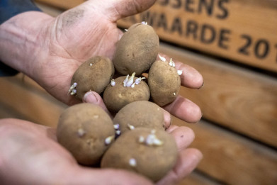 Guido Willemse_aardappels ontkiemen in de koelcel