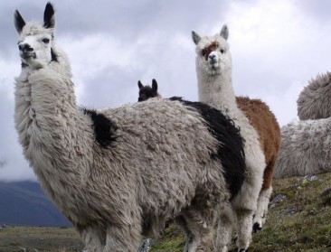 Van immuunsysteem lama tot biologische gewasbescherming