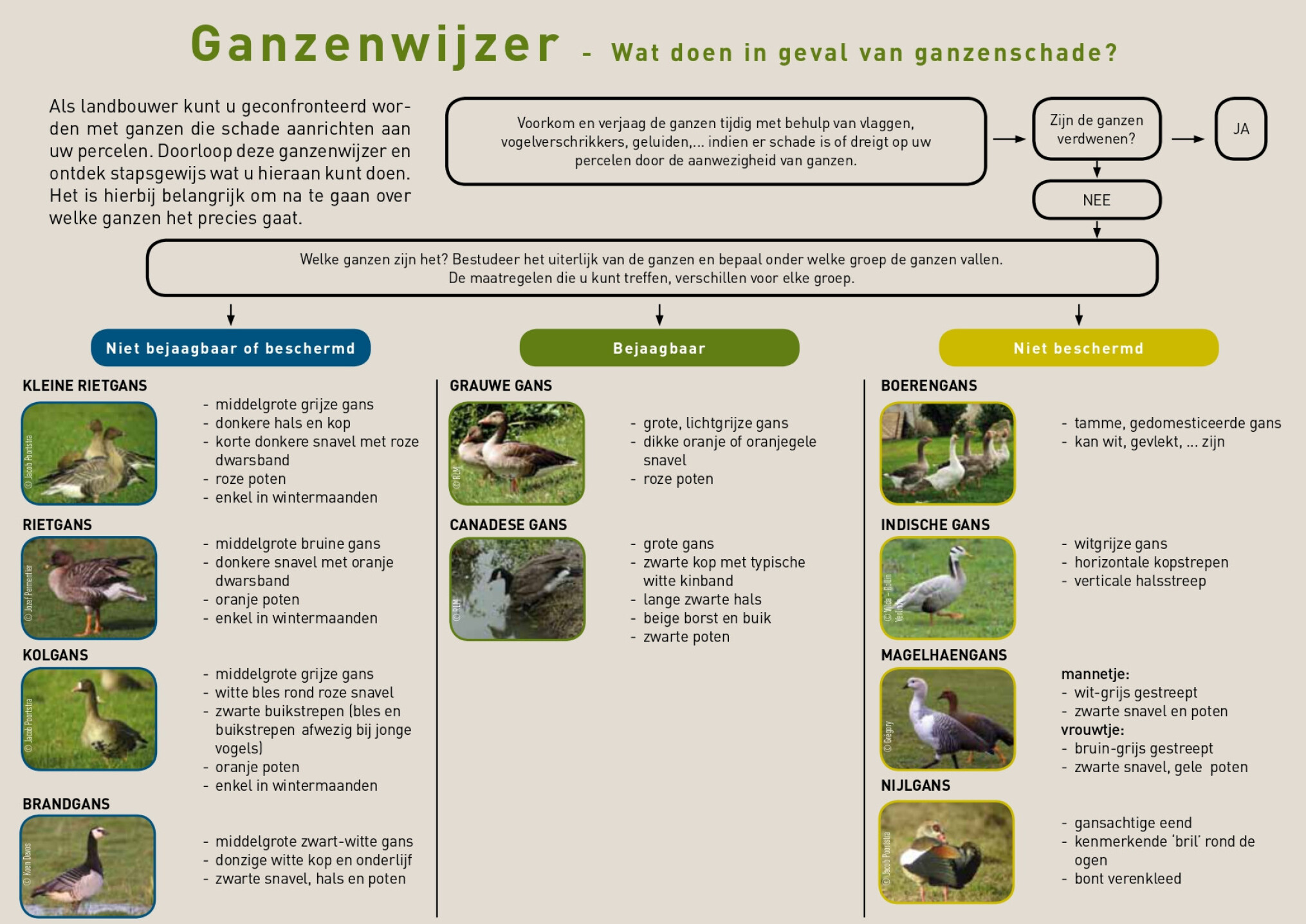 110304 ganzenwijzer_page-0001