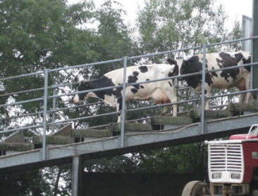 Borsus valt over spreidstand in melkprijs