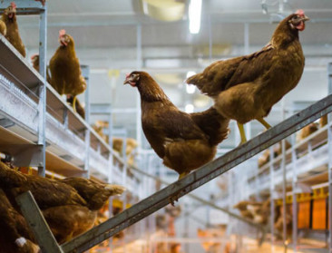 Vogelgriep: opnieuw bedrijf getroffen in Nederland, hoog risico in Frankrijk