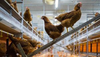 Zelfvoorziening eieren daalt: "Niets slechter voor dierenwelzijn dan importproducten"
