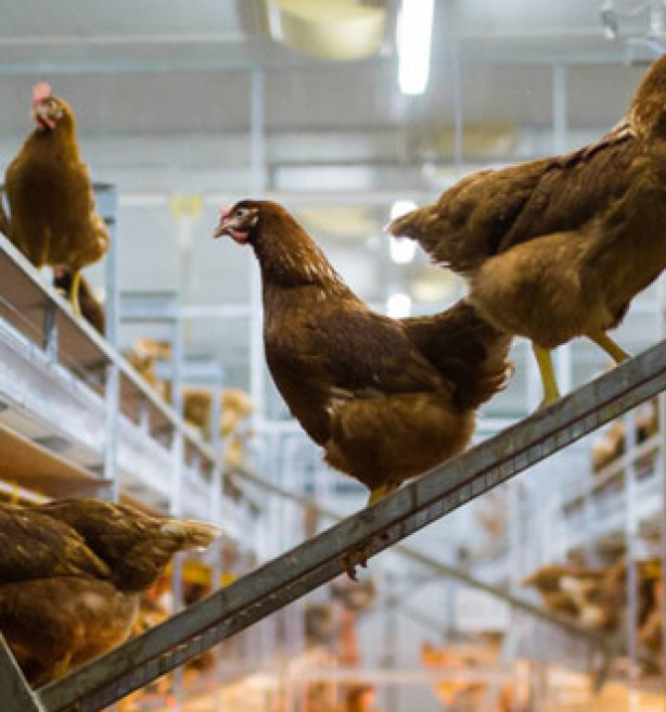 Zelfvoorziening eieren daalt: "Niets slechter voor dierenwelzijn dan importproducten"