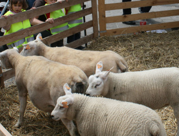 Gelden regels voor veeslachting en thuisverbruik vlees?