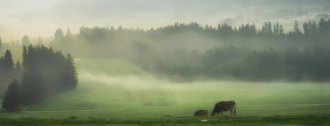 weide koeien mist_unsplash