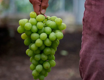Vervangt lamabloed binnenkort pesticiden?