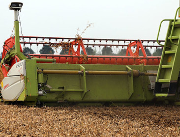 Nederlandse sojaboeren oogsten 3,4 ton per ha