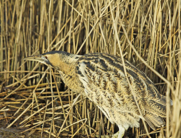 Vlaamse overheid wil werk maken van biodiversiteit