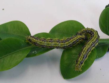 Buxustelers leren tuinliefhebbers buxusmot bestrijden