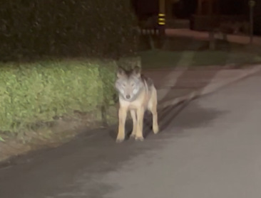 Jonge wolf op zwerftocht door de Antwerpse Kempen
