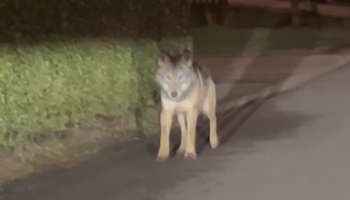 Jonge wolf op zwerftocht door de Antwerpse Kempen