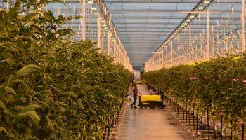 Groei ondanks grillig weer: BelOrta boekt recordomzet van €665 miljoen