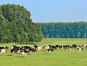 Denemarken gaat met ’s werelds eerste uitstoottaks op vee naar COP29