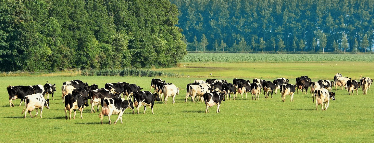 koeien weide natuur weiland bomen