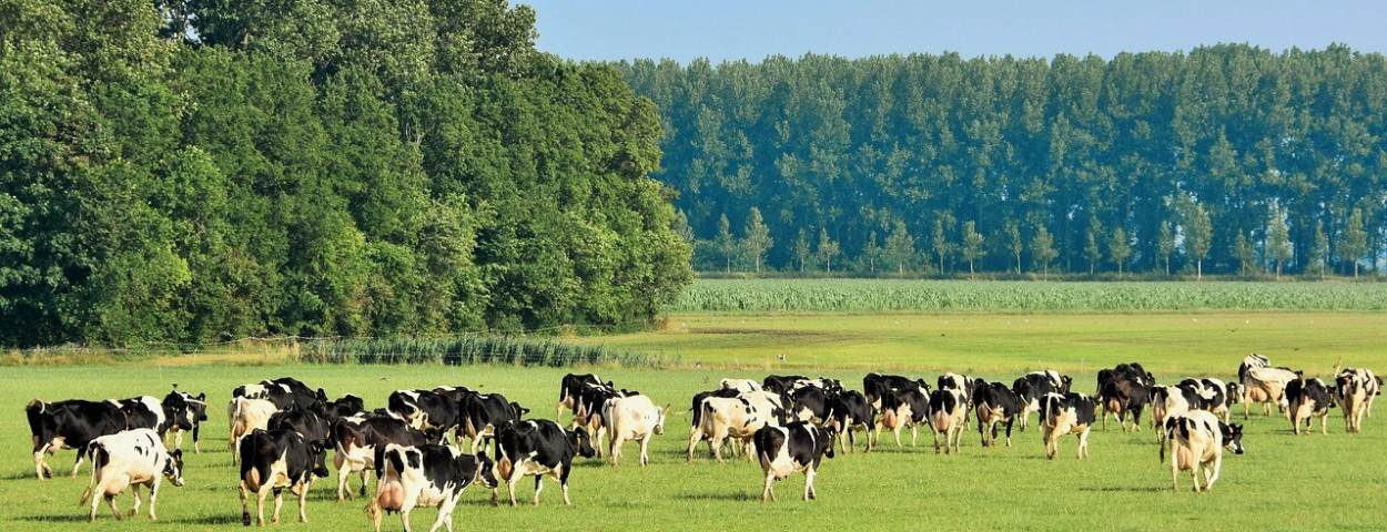 koeien weide natuur weiland bomen