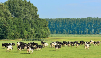 Denemarken gaat met ’s werelds eerste uitstoottaks op vee naar COP29