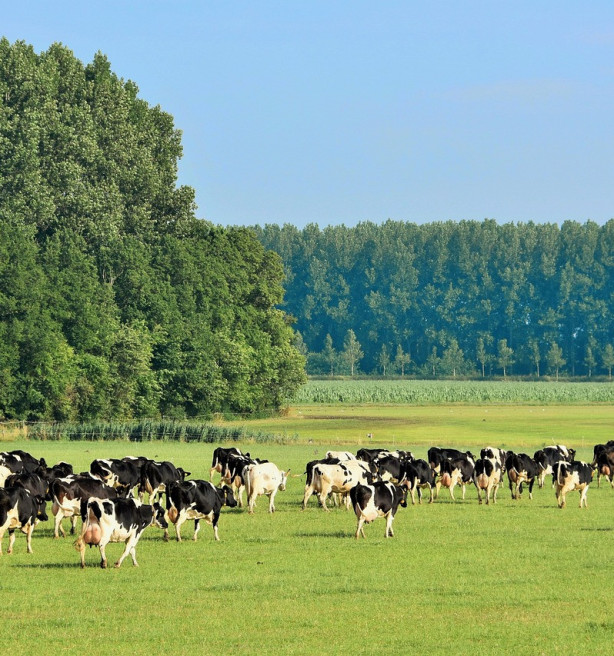 Nieuwe visietekst KU Leuven: “Hoogwaardige boerenland-biodiversiteit herstel je enkel met drastische maatregelen”