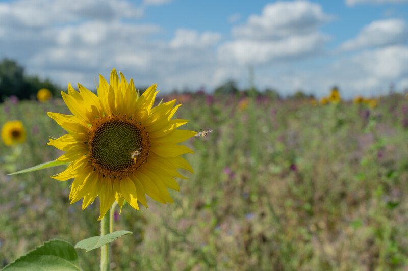 stad kortrijk landbouwstroken bestuivers zonnebloem