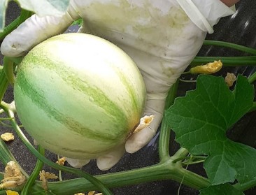 Eerste meloenen uit Vlaamse grond