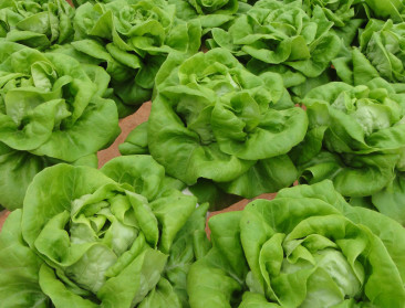 Slatelers denken aan stoppen nu Movento-tijdperk ten einde loopt