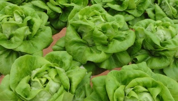 Slatelers denken aan stoppen nu Movento-tijdperk ten einde loopt