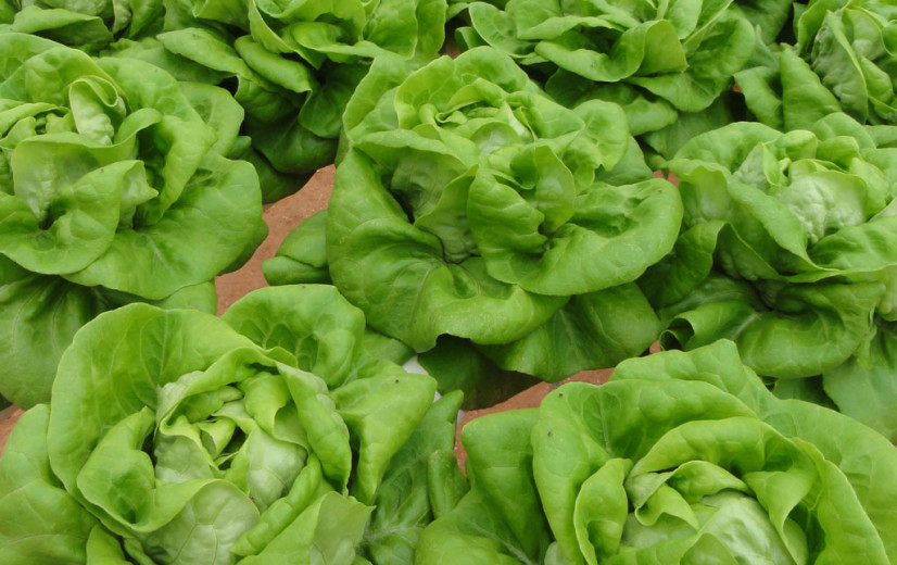 Slatelers denken aan stoppen nu Movento-tijdperk ten einde loopt